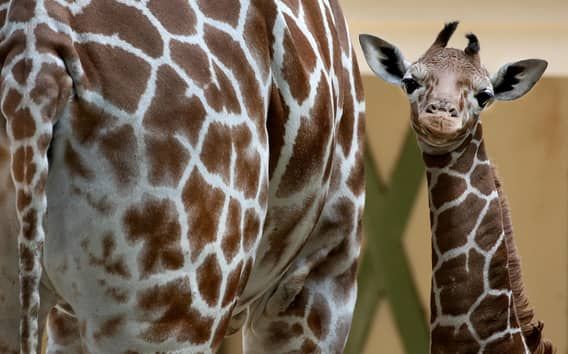 Amsterdam: Biglietto d'ingresso per lo Zoo Reale di Amsterdam ARTIS